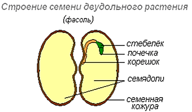 Решение рисунок 1