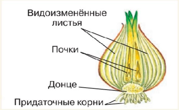 Решение рисунок 2