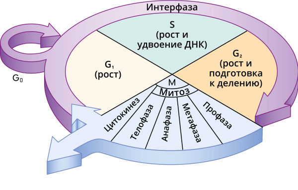 Решение рисунок 1