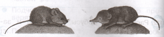 Задание рисунок 1