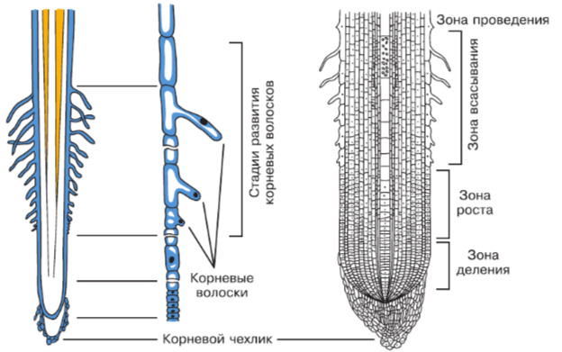 Решение рисунок 1